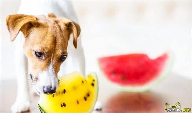 夏天适合狗狗吃的5种水果,既清热又解暑,宠主记得收藏