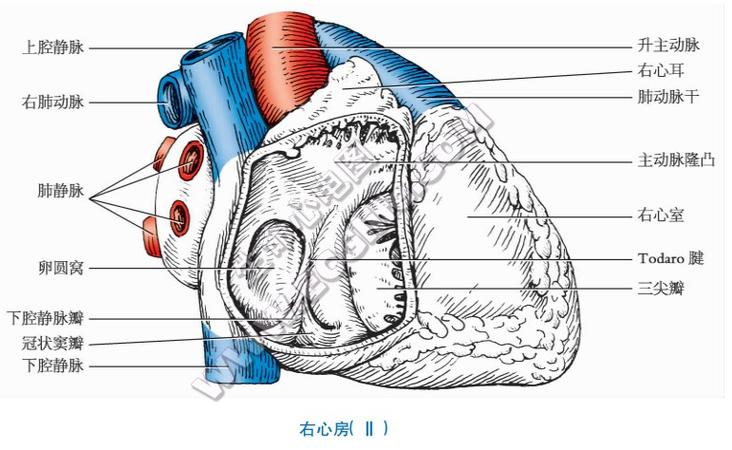 右心房:外形与结构