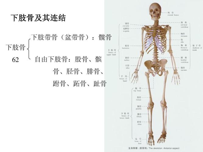 下肢骨及连结 人体解剖学 系统解剖学ppt