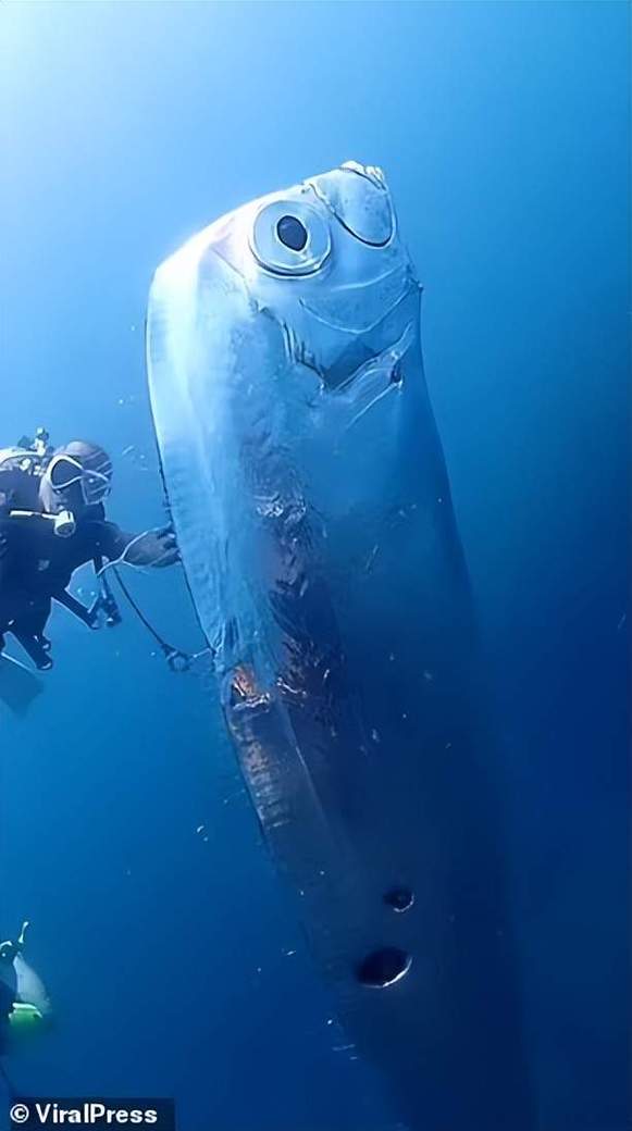 水下摄影师拍摄到8米长巨型