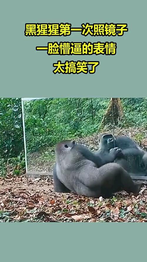 黑猩猩第一次照镜子一脸懵逼的表情太搞笑了