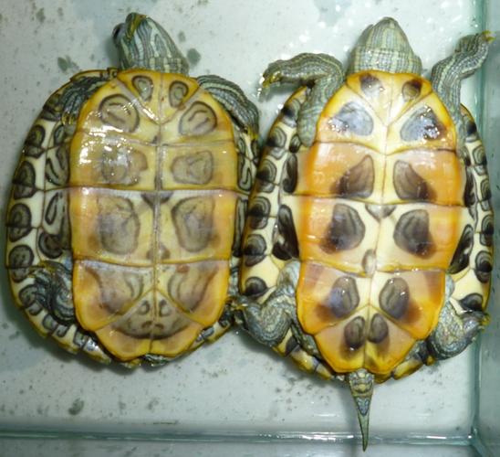养龟的朋友们,能不能帮我看看这两只巴西龟是公还是母 想知道公母.