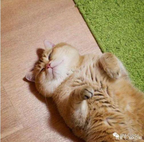 像橘猫一样躺着