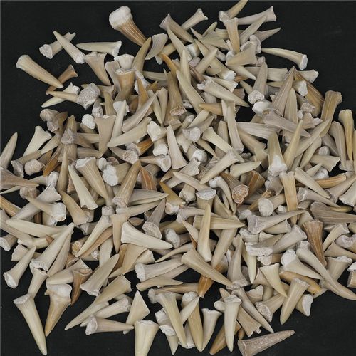 天然摩洛哥锥齿鲨鱼牙齿化石海洋动物化石科普教学生标本教具材料