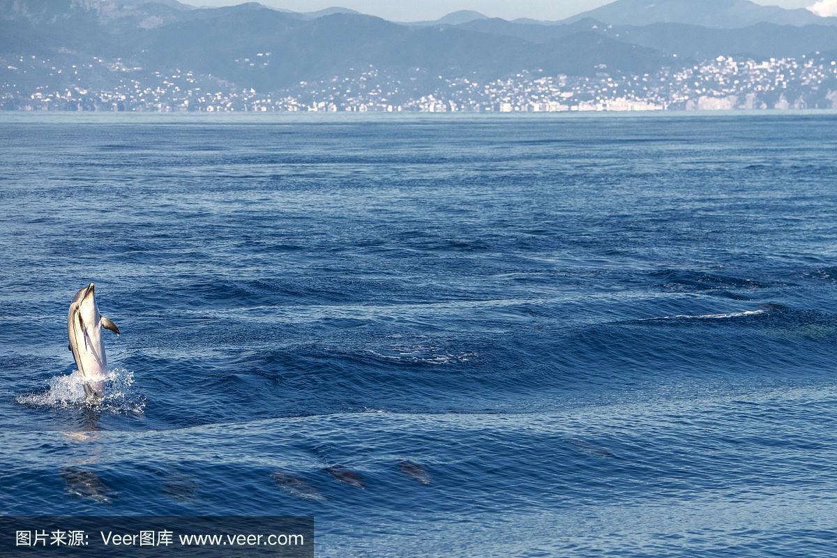 条纹海豚在深蓝色的海中跳跃