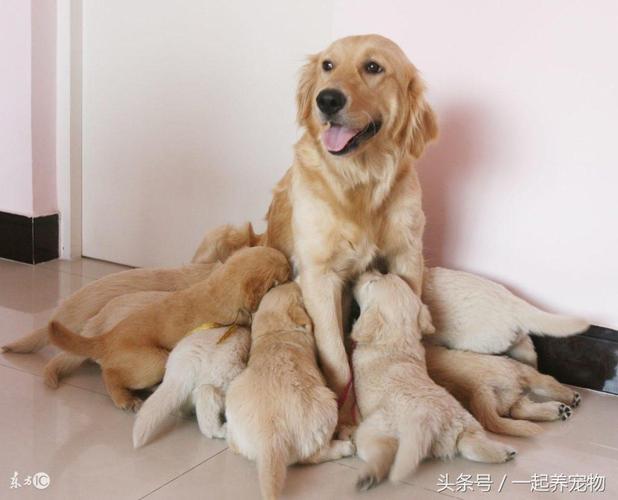 金毛犬一胎能生几只狗狗?