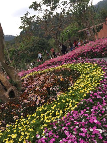 深圳仙湖植物园国际花展