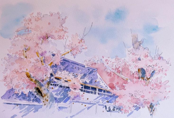 钢笔淡彩盛开的樱花树