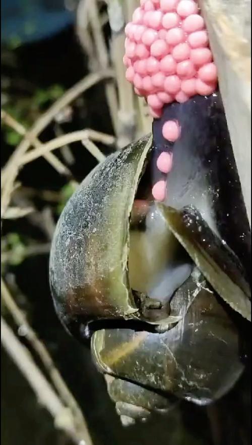 经常看到田螺产卵在水边上,但是很罕见有人能拍田螺正在产卵时的状态