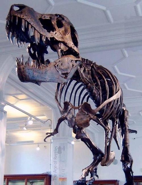 这是欧洲第一次拍卖霸王龙化石标本,据说这是世界上最大最好的标本之