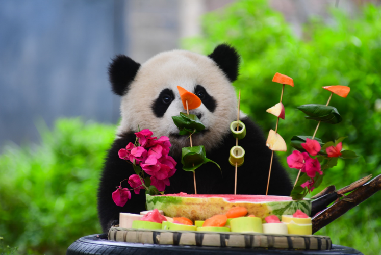 大熊猫端午吃什么粽子串串儿蛋糕统统安排上