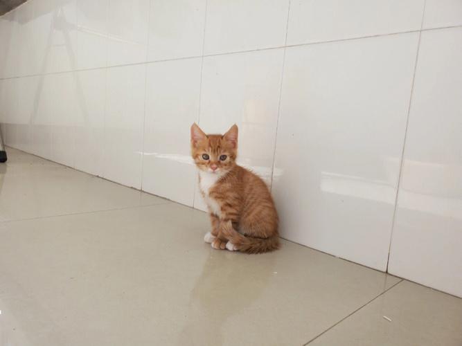 小橘猫多少钱一只