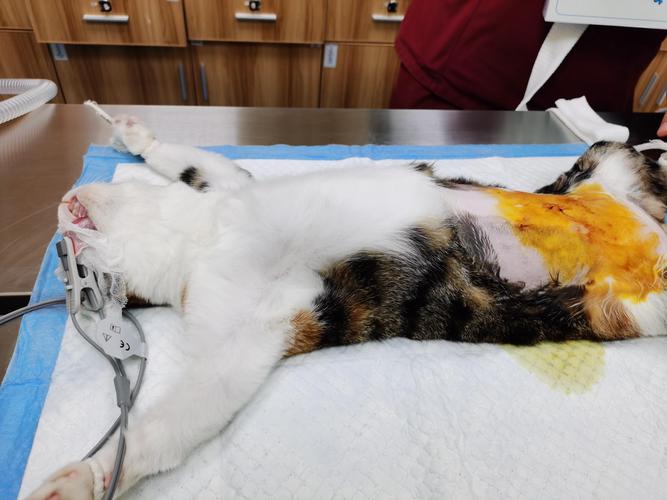 瑞鹏宠物医院(真大分院)上周一带小母猫过来绝育,黄医生手术做的干