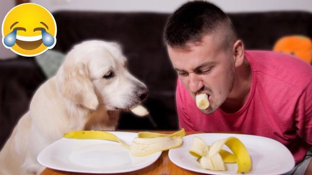 狗能不能吃香蕉片