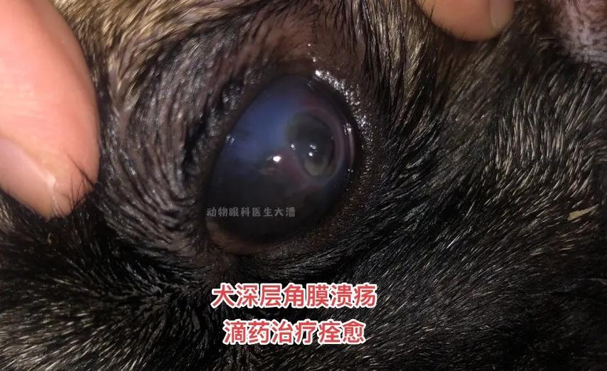 又一例狗狗眼睛发白发蓝,深层角膜溃疡病例.