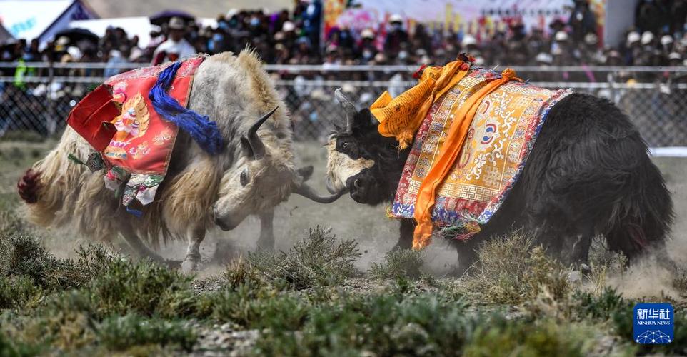 新华社记者 晋美多吉 摄6969西藏日喀则市白朗县者下乡斗牛比赛