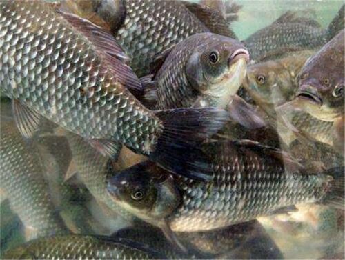 草鱼能在鱼缸展养吗草鱼吃什么饲料如何饲养