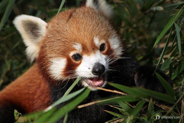 会微笑的濒危动物——国宝小熊猫 据维基百科介绍,小熊猫又名熊猫,红
