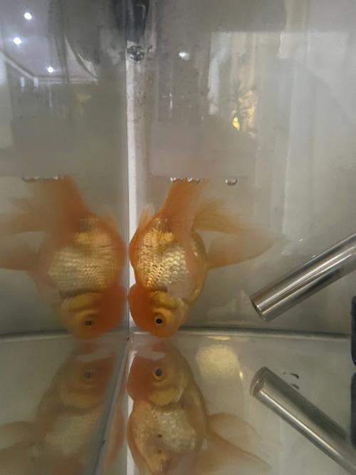 金鱼失鳔 # 鱼友们～本人养的一条金鱼,由于4月初水霉病,后面抢救回来