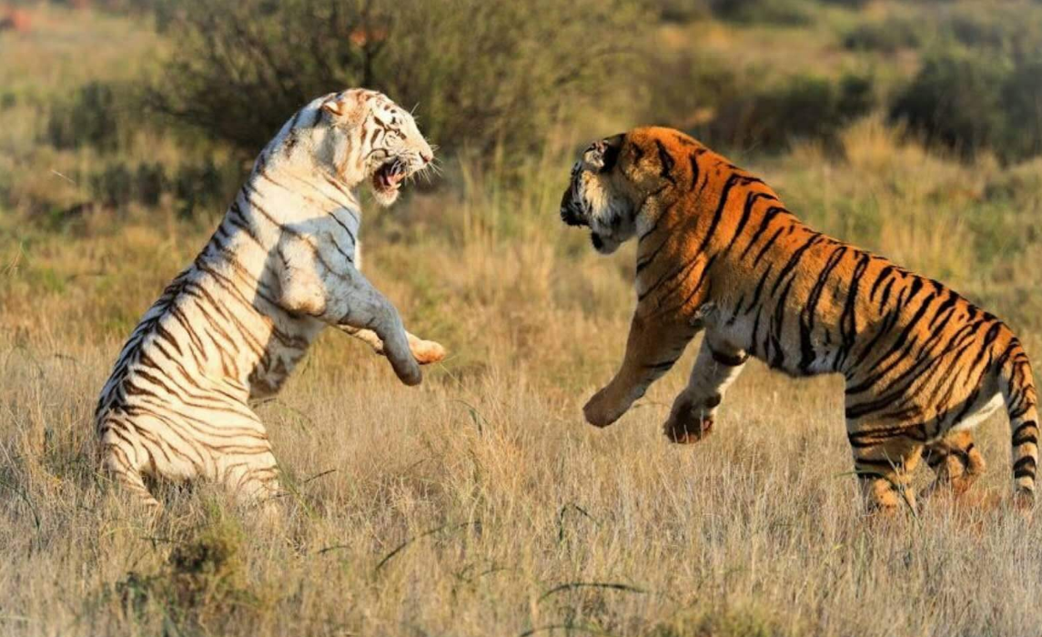 东北虎vs孟加拉虎的打斗现场,谁才是虎中霸主,场面十分激烈!