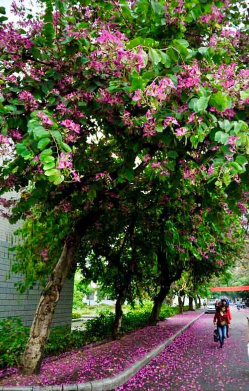 美丽的艳紫荆花树