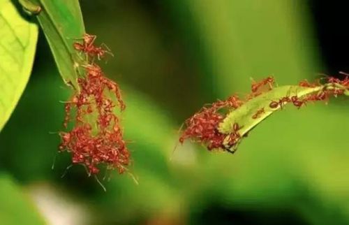 黄猄蚁遭两树叶阻隔,蚂蚁却是