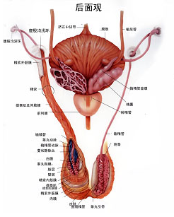 睾丸精索解剖结构