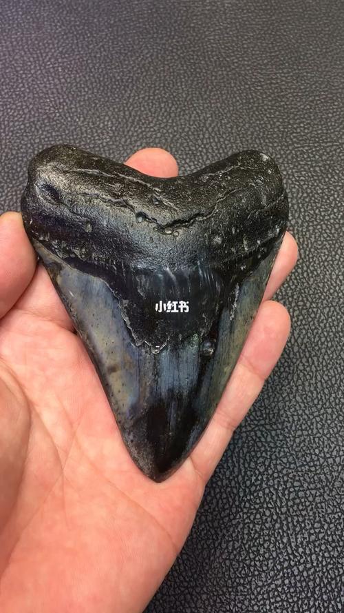 原古鲨鱼牙齿化石
