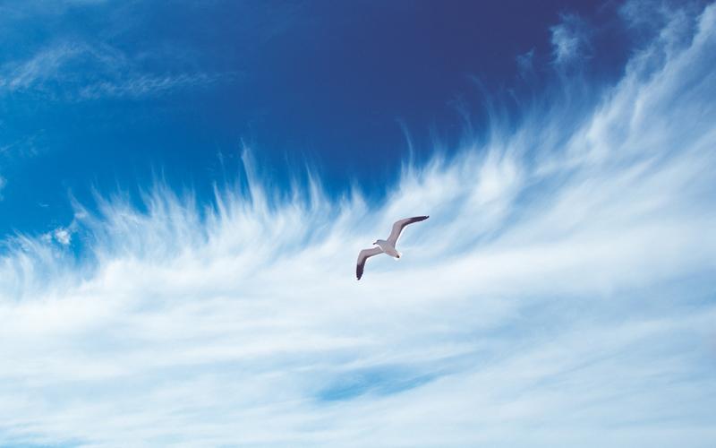 云,海鸥壁纸1152x864分辨率下载,天空,鸟,飞行,免费,云,海鸥壁纸,高清