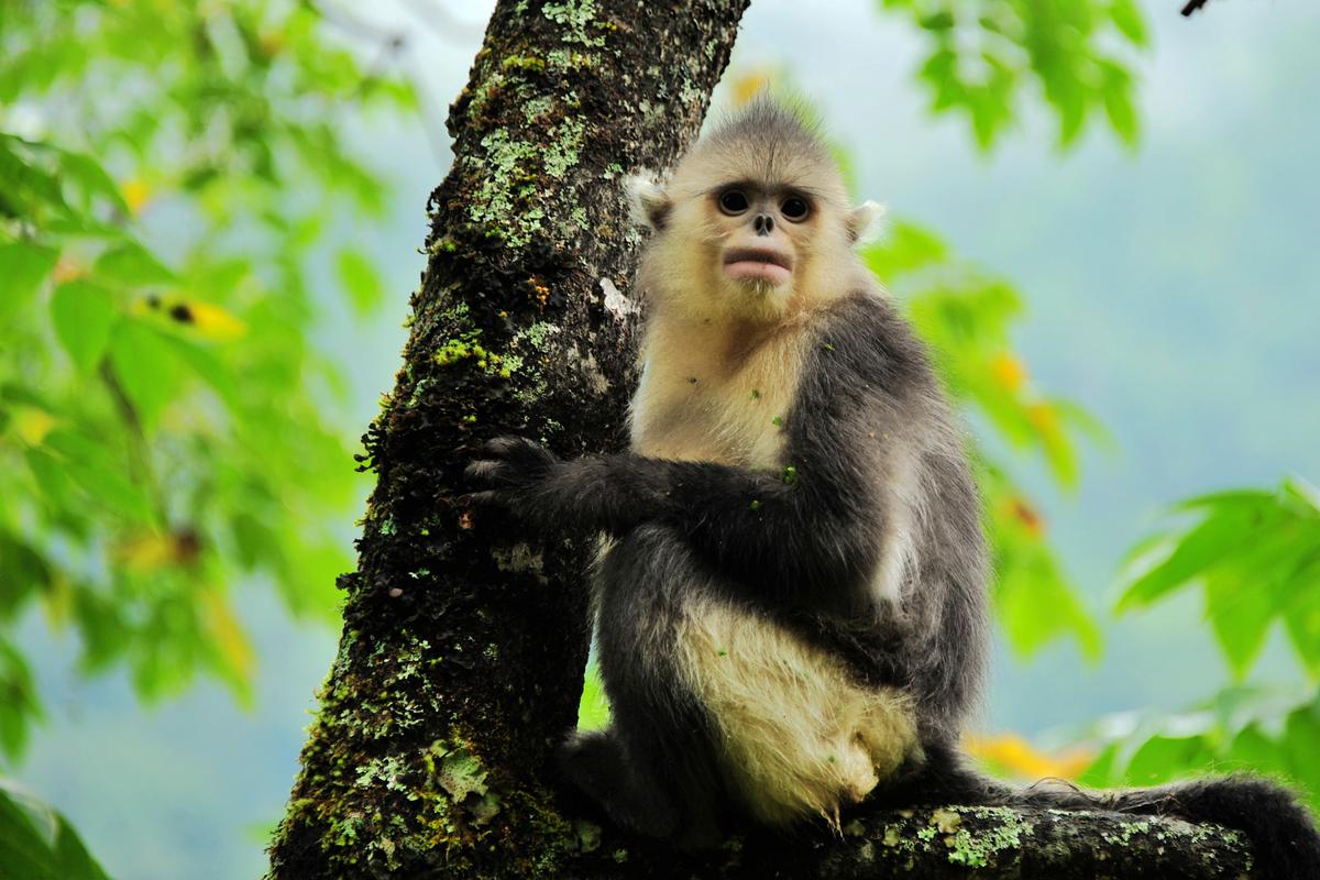 滇金丝猴,又称雪猴,生活于美丽的云南,是中国特有的珍稀动物.