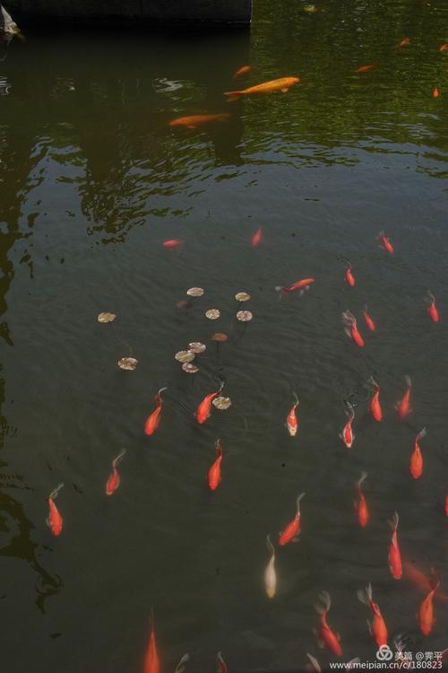 水中红色的鱼儿游来游去