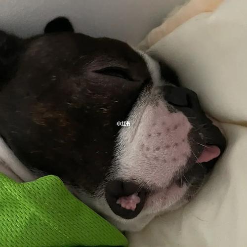 小狗睡觉为什么吐舌头