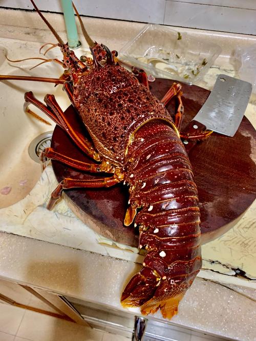 澳洲淡水大龙虾多少钱一斤