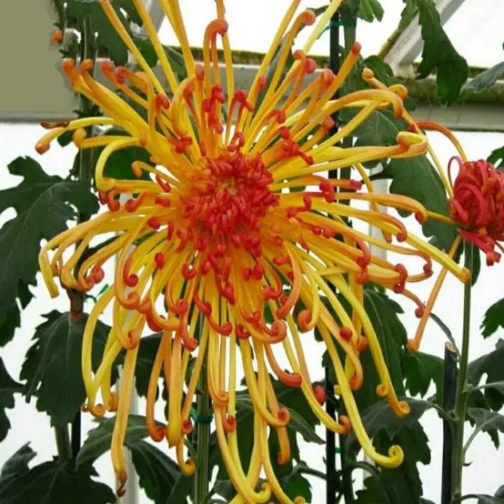菊花是中国十大名花之一,花中四君子(梅兰竹菊)之一,也是世界 - 抖音