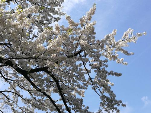 皇居御园里纯白色的樱花