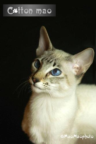 纯种泰国暹罗猫在北京要多少钱?