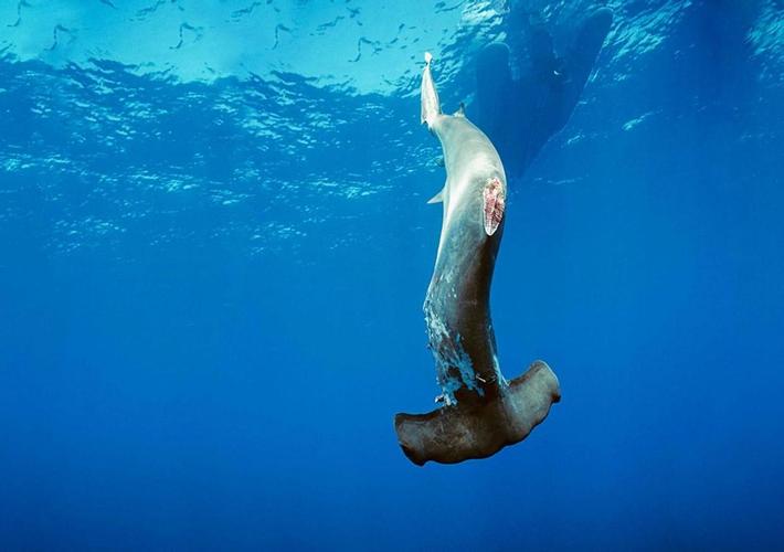 鲨鱼肉多少钱一斤(被割掉鱼翅的鲨鱼) - 价格百科