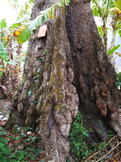 国家二级重点保护珍贵树种——海南风欢楠