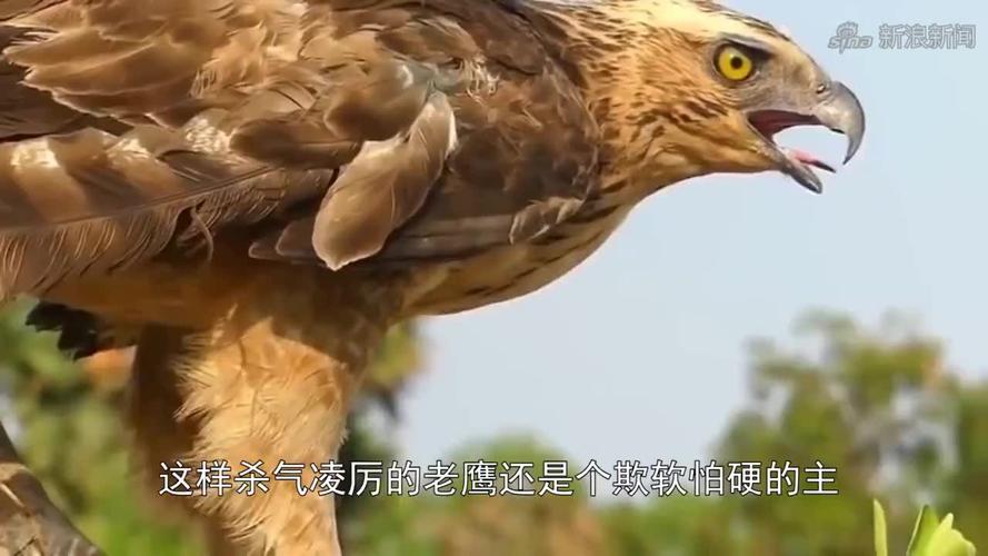 纪录片:蒙古野性训鹰人,辛苦训练猎鹰5年,只为成功捕猎草原狼