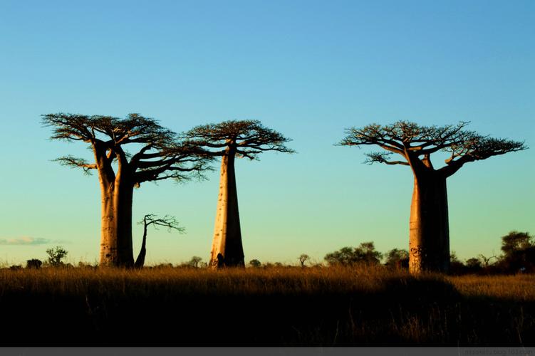 猴面包树林--再游非洲(原创)之马达加斯加