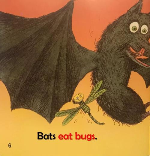 蝙蝠英文怎么读