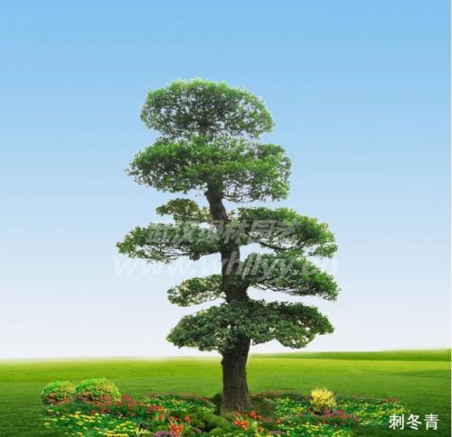 中国十大风水树