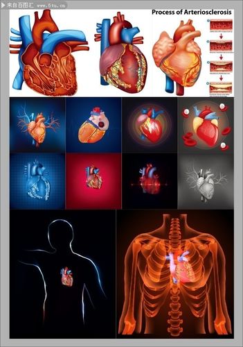 人体心脏结构图下载-人体部位-百图汇素材网