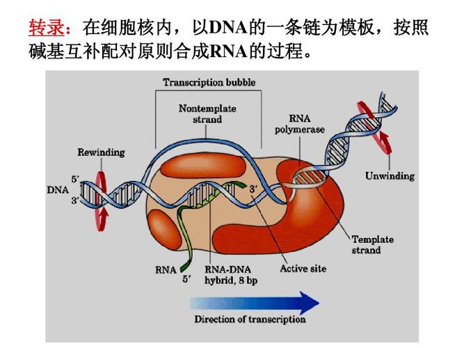 4《遗传信息的表达——rna和蛋白质的合成》课件(浙科版必修2)ppt