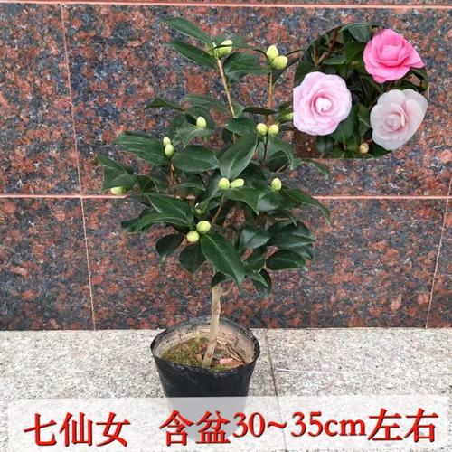 茶花盆栽七仙女五色赤丹烈香东方亮一树多色耐寒花带花苞庭院阳台阳台