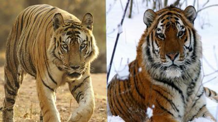 东北虎和孟加拉虎,究竟谁才是动物界真正的王者?