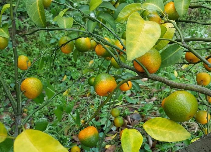 柑橘黄龙病害