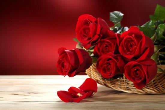 红玫瑰的花语是什么意思玫瑰有着长相厮守的寓意