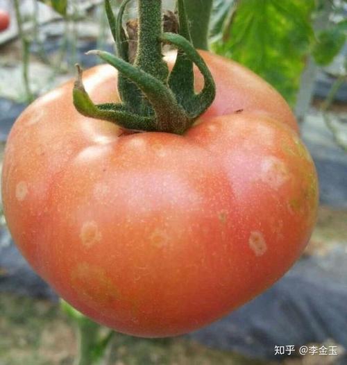 番茄西红柿植株中部叶片萎蔫茎秆上很多小疙瘩主根不好是什么病害怎么