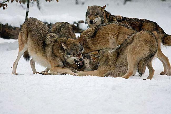牧民发明的防狼项圈为什么能让狼群感到害怕至极